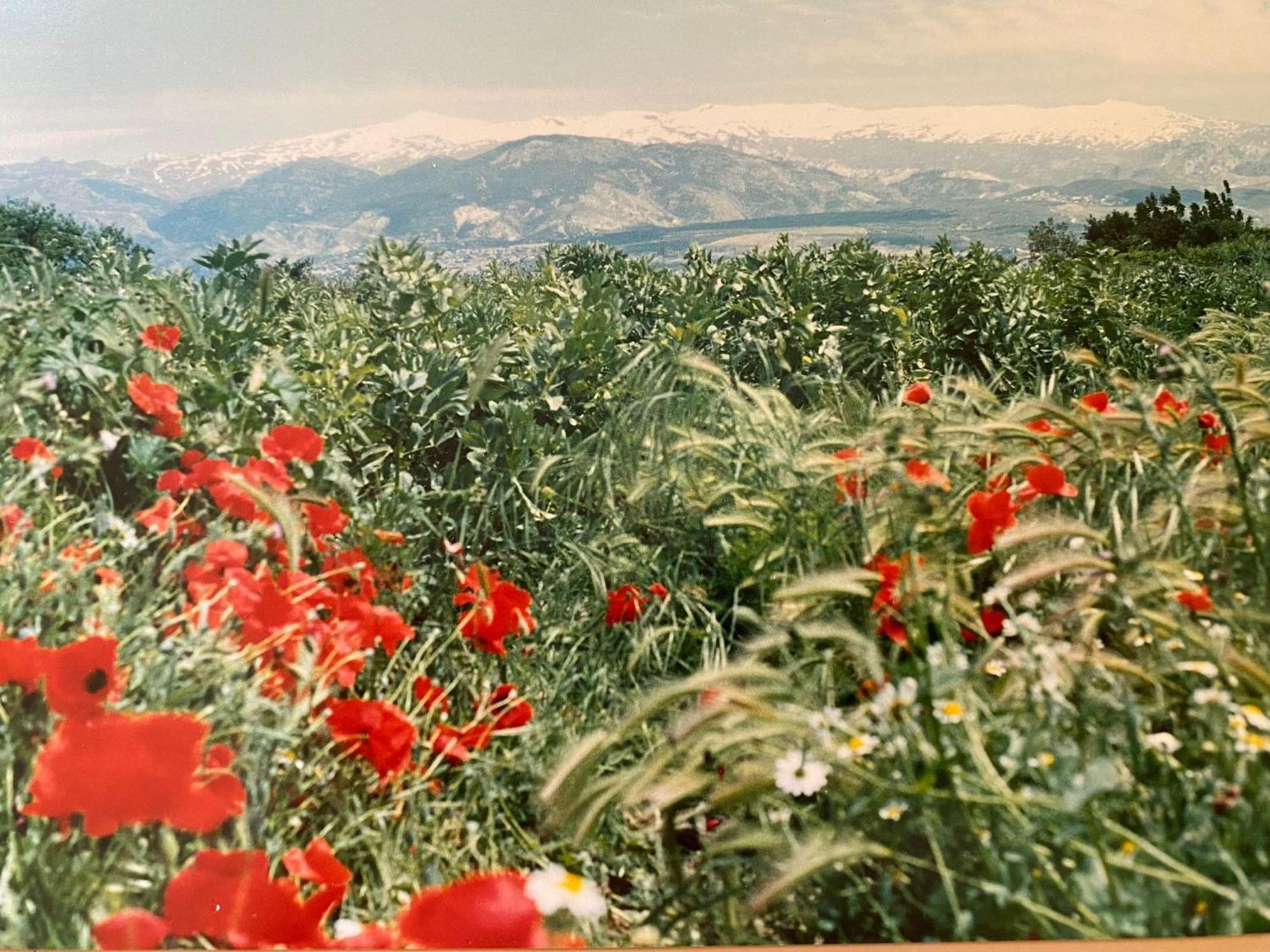 Encantador Cortijo La Emiliana A 5 Minutos Del Centro Churriana de la Vega エクステリア 写真